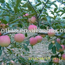 Gala Apples